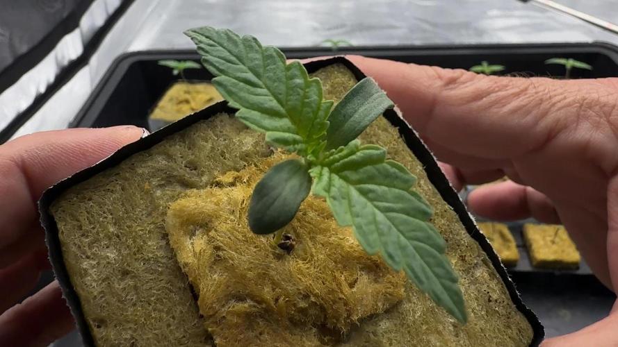 PURPLE PUNCH + 5 GENETICS WITH ATAMI. Week 1