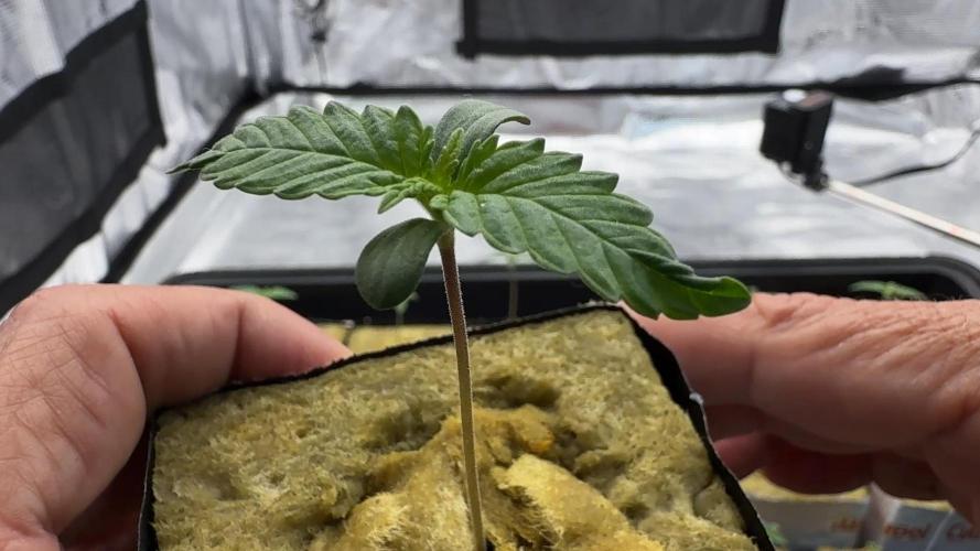 PURPLE PUNCH + 5 GENETICS WITH ATAMI. Week 1