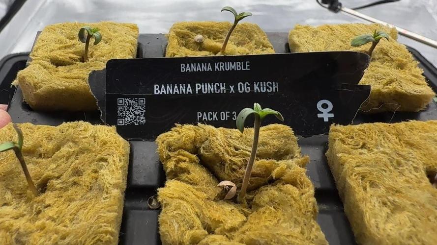 PURPLE PUNCH + 5 GENETICS WITH ATAMI. Week 1