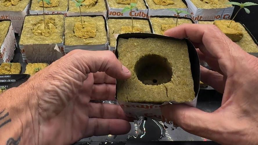 PURPLE PUNCH + 5 GENETICS WITH ATAMI. Week 1