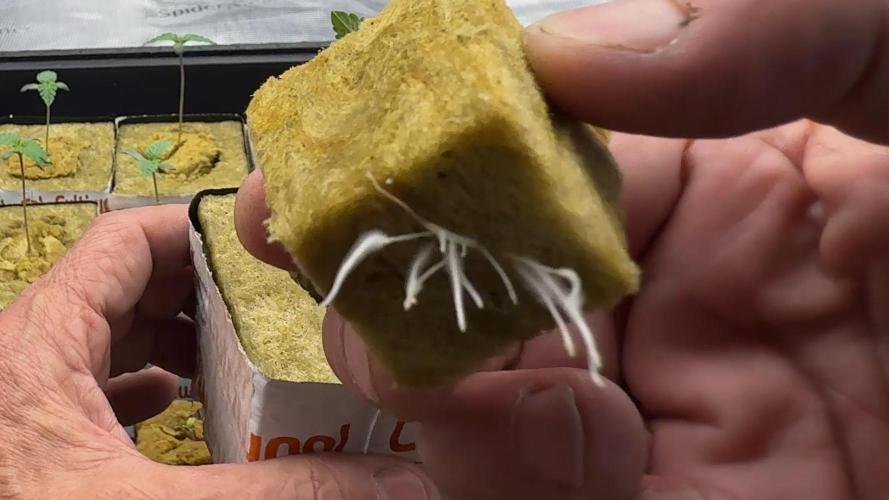 PURPLE PUNCH + 5 GENETICS WITH ATAMI. Week 1