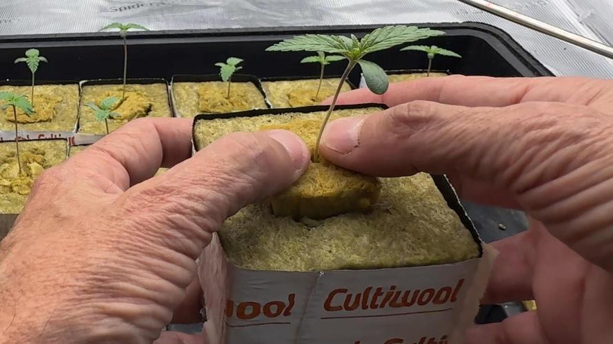 PURPLE PUNCH + 5 GENETICS WITH ATAMI. Week 1