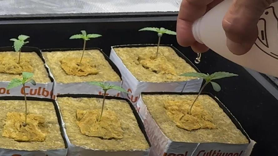 PURPLE PUNCH + 5 GENETICS WITH ATAMI. Week 1