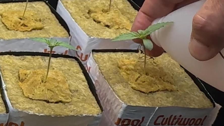 PURPLE PUNCH + 5 GENETICS WITH ATAMI. Week 1