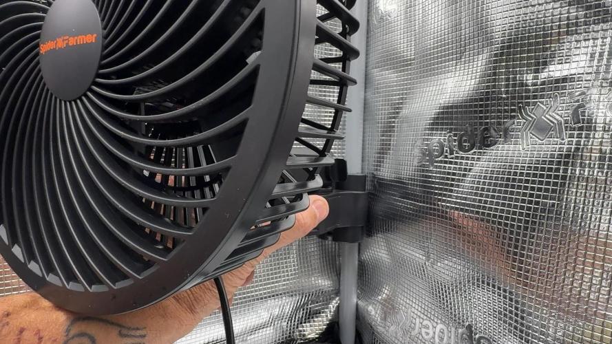 PURPLE PUNCH + 5 GENETICS WITH ATAMI. Week 1