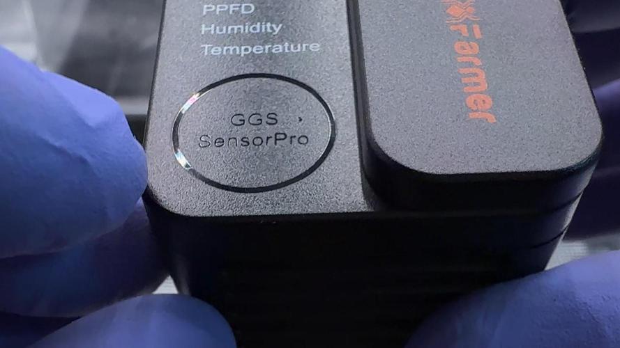 PURPLE PUNCH + 5 GENETICS WITH ATAMI. Week 1