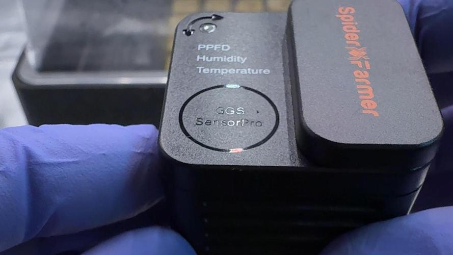 PURPLE PUNCH + 5 GENETICS WITH ATAMI. Week 1