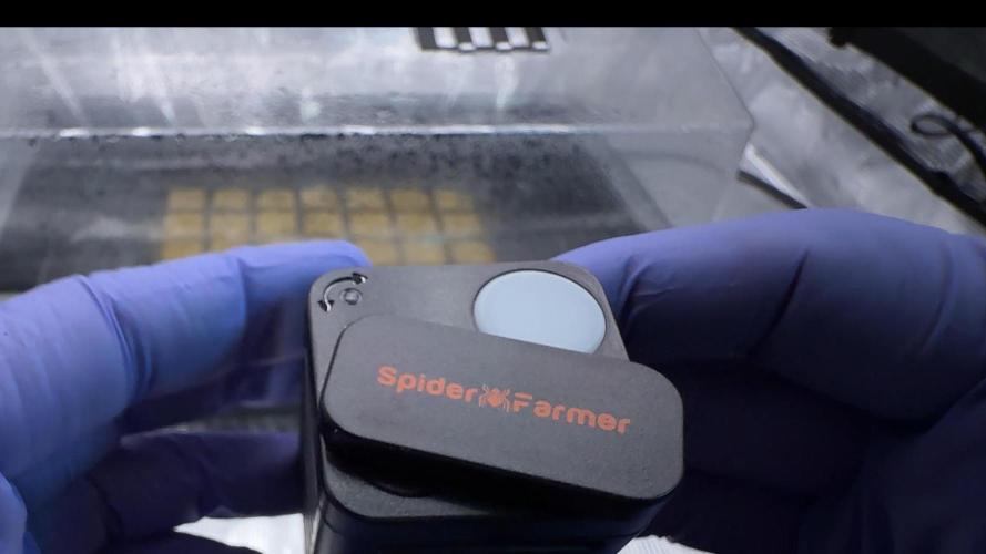 PURPLE PUNCH + 5 GENETICS WITH ATAMI. Week 1