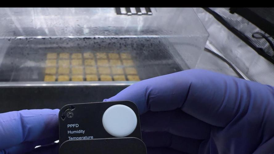 PURPLE PUNCH + 5 GENETICS WITH ATAMI. Week 1