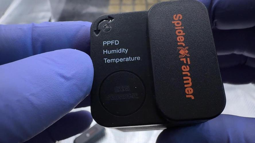 PURPLE PUNCH + 5 GENETICS WITH ATAMI. Week 1