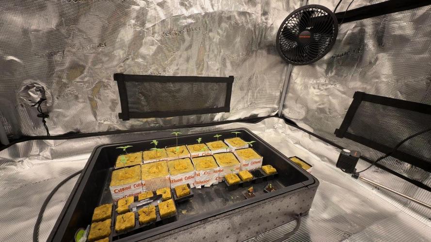 PURPLE PUNCH + 5 GENETICS WITH ATAMI. Week 1