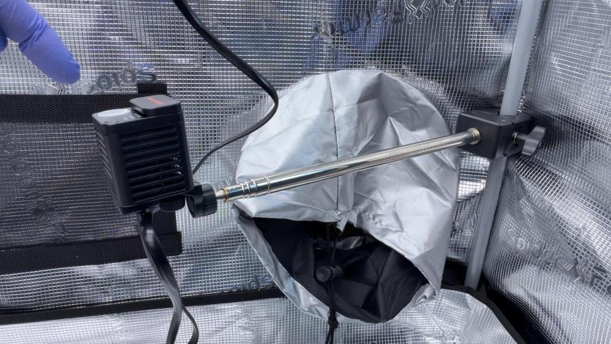 PURPLE PUNCH + 5 GENETICS WITH ATAMI. Week 1