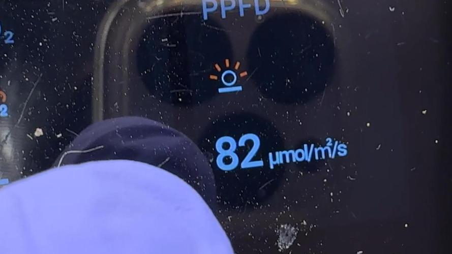 PURPLE PUNCH + 5 GENETICS WITH ATAMI. Week 1