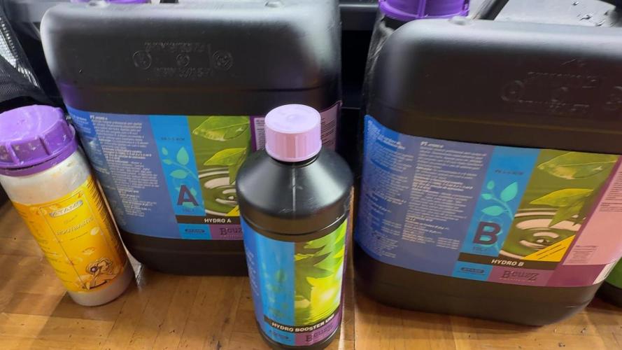 PURPLE PUNCH + 5 GENETICS WITH ATAMI. Week 1