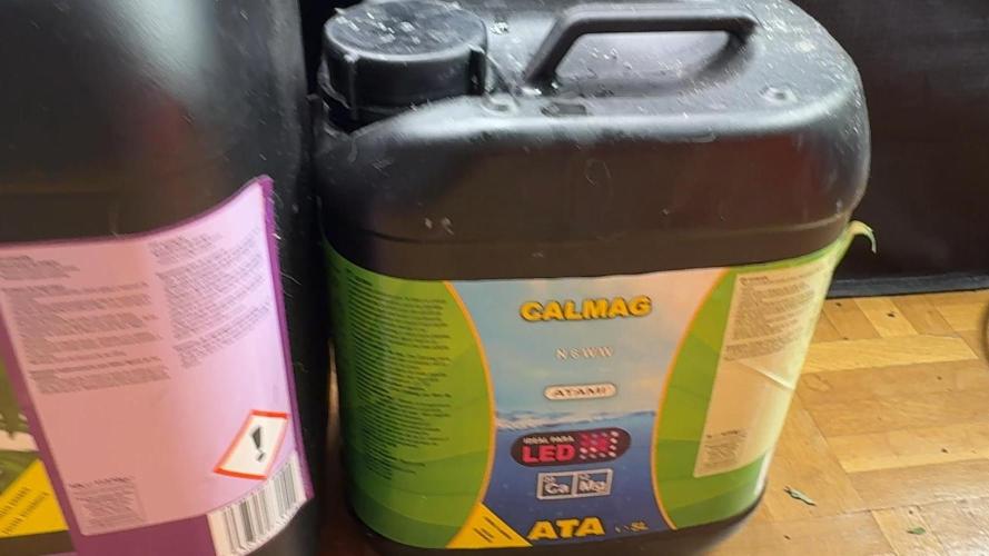 PURPLE PUNCH + 5 GENETICS WITH ATAMI. Week 1