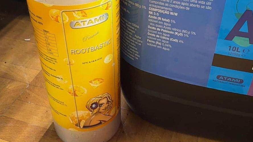 PURPLE PUNCH + 5 GENETICS WITH ATAMI. Week 1