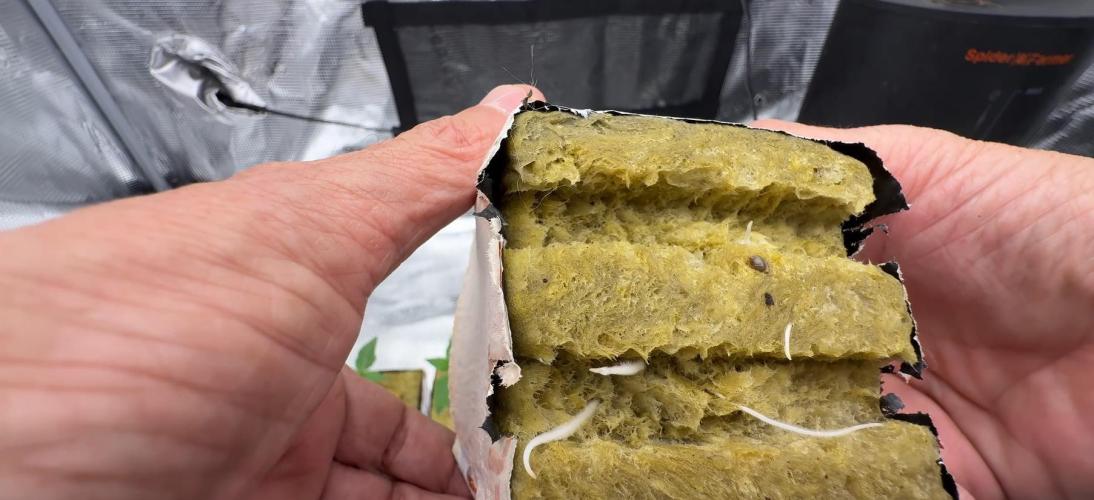 PURPLE PUNCH + 5 GENETICS WITH ATAMI. Week 2