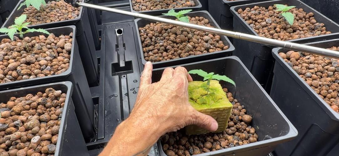 PURPLE PUNCH + 5 GENETICS WITH ATAMI. Week 2