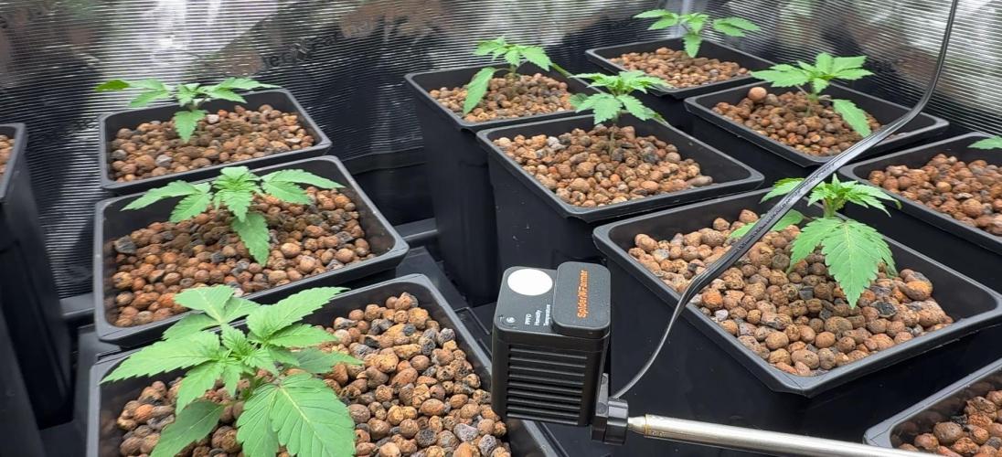 PURPLE PUNCH + 5 GENETICS WITH ATAMI. Week 2