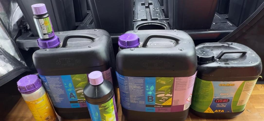 PURPLE PUNCH + 5 GENETICS WITH ATAMI. Week 2