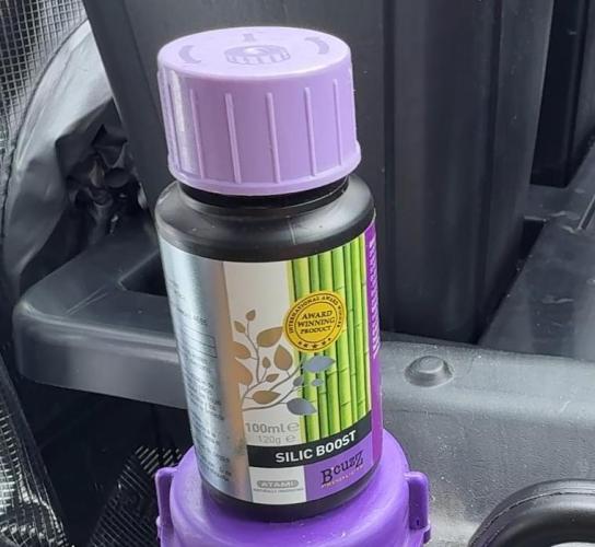 PURPLE PUNCH + 5 GENETICS WITH ATAMI. Week 2