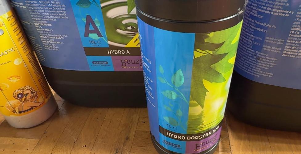 PURPLE PUNCH + 5 GENETICS WITH ATAMI. Week 2