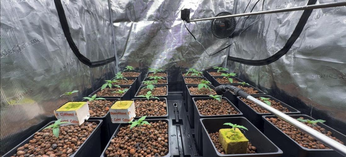 PURPLE PUNCH + 5 GENETICS WITH ATAMI. Week 2