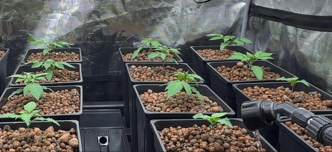 PURPLE PUNCH + 5 GENETICS WITH ATAMI. Week 2