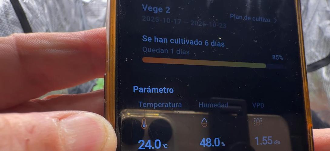 PURPLE PUNCH + 5 GENETICS WITH ATAMI. Week 2