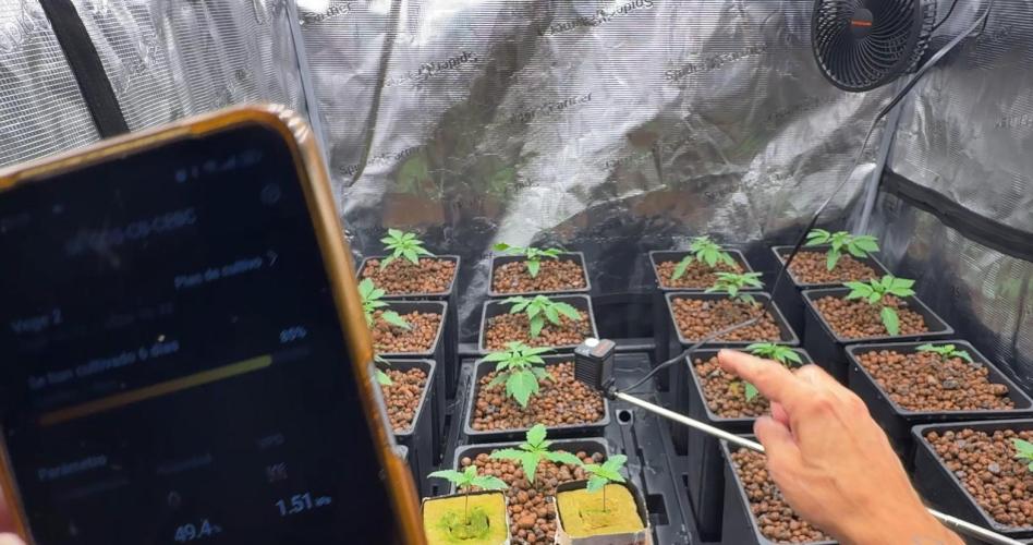 PURPLE PUNCH + 5 GENETICS WITH ATAMI. Week 2