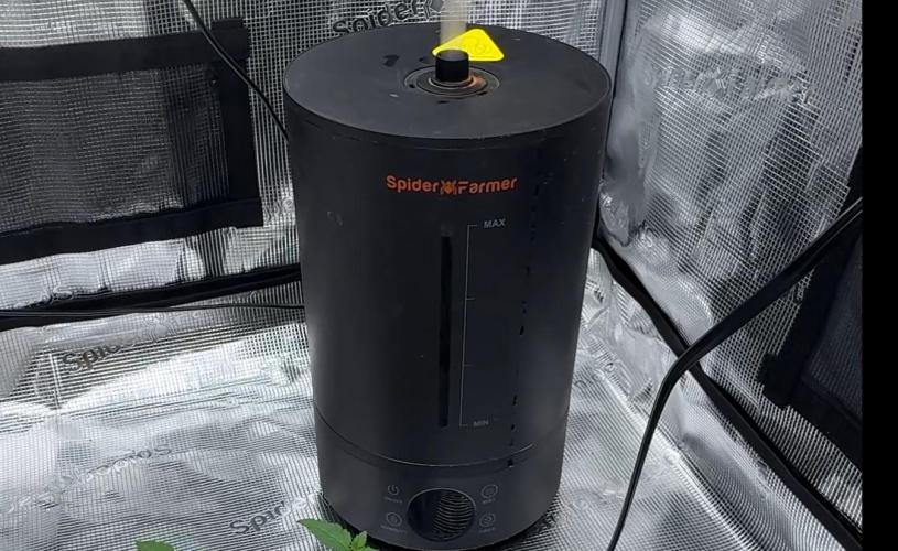 PURPLE PUNCH + 5 GENETICS WITH ATAMI. Week 2