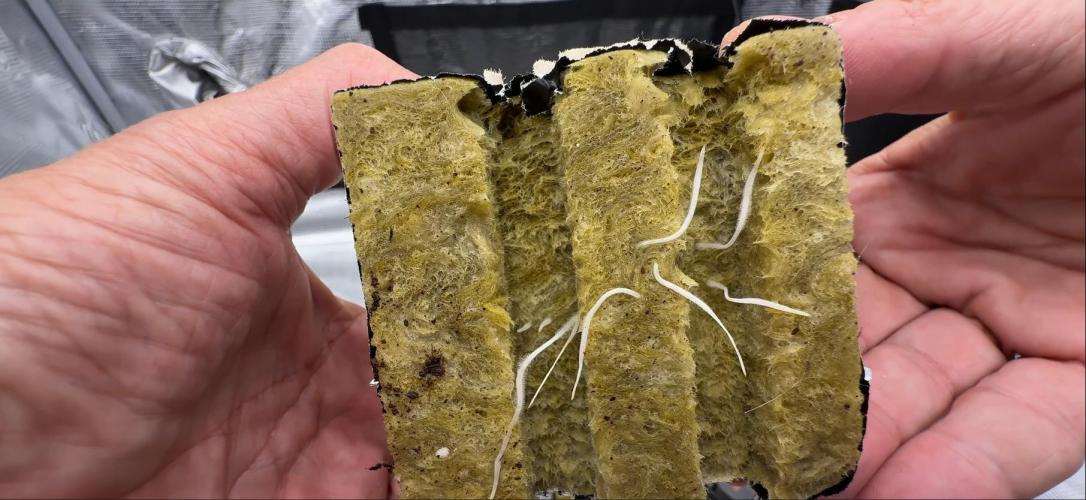 PURPLE PUNCH + 5 GENETICS WITH ATAMI. Week 2