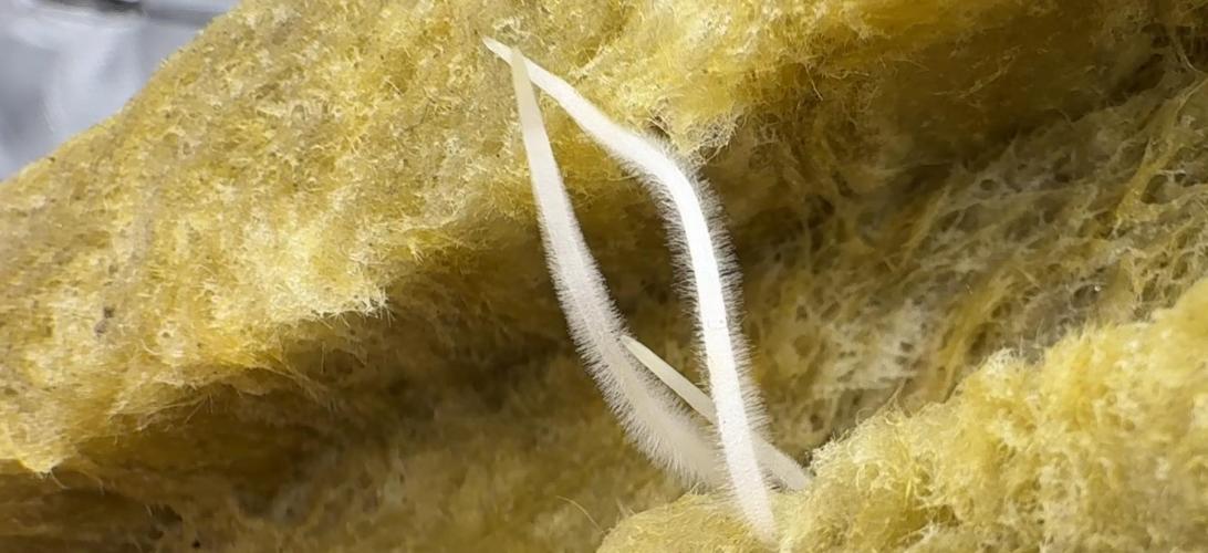 PURPLE PUNCH + 5 GENETICS WITH ATAMI. Week 2