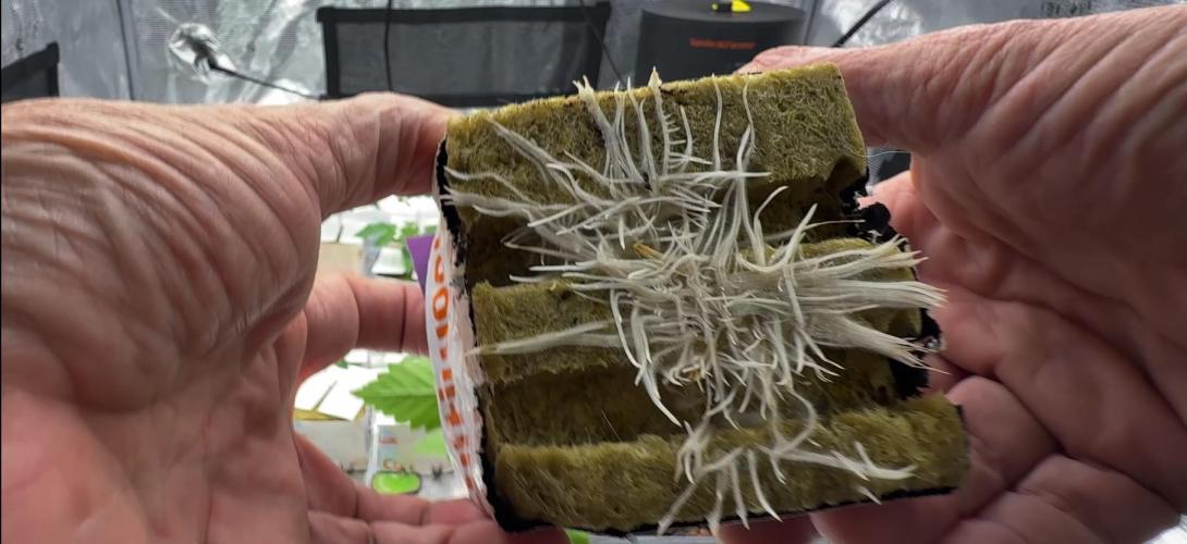 PURPLE PUNCH + 5 GENETICS WITH ATAMI. Week 2