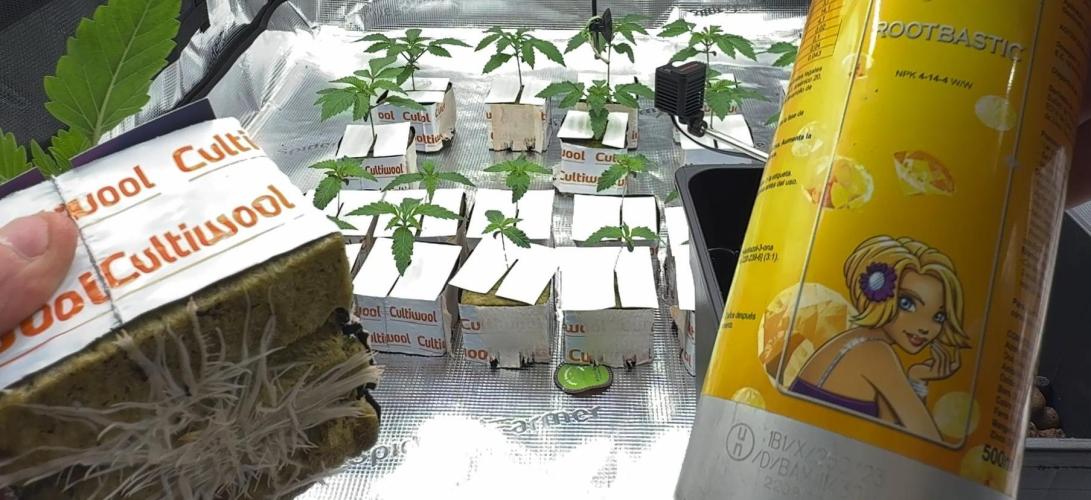 PURPLE PUNCH + 5 GENETICS WITH ATAMI. Week 2