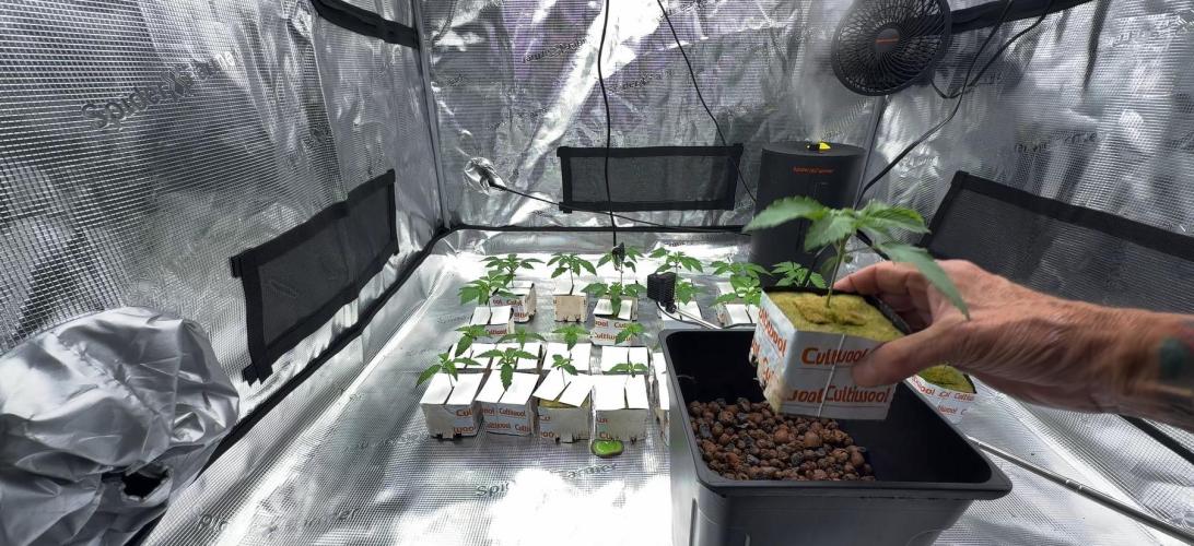 PURPLE PUNCH + 5 GENETICS WITH ATAMI. Week 2