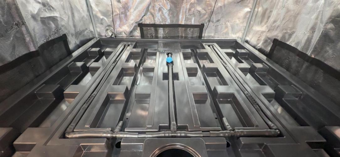 PURPLE PUNCH + 5 GENETICS WITH ATAMI. Week 2