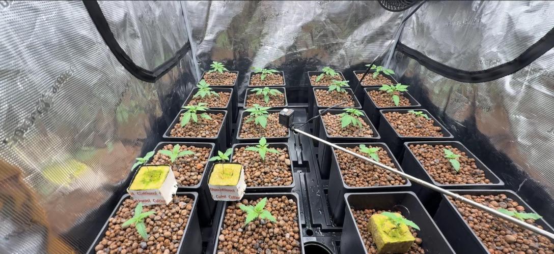 PURPLE PUNCH + 5 GENETICS WITH ATAMI. Week 2