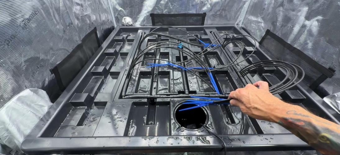 PURPLE PUNCH + 5 GENETICS WITH ATAMI. Week 3