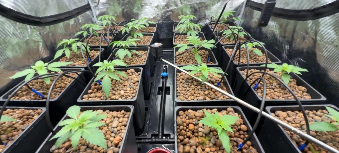 PURPLE PUNCH + 5 GENETICS WITH ATAMI. Week 3