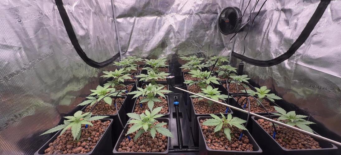 PURPLE PUNCH + 5 GENETICS WITH ATAMI. Week 3