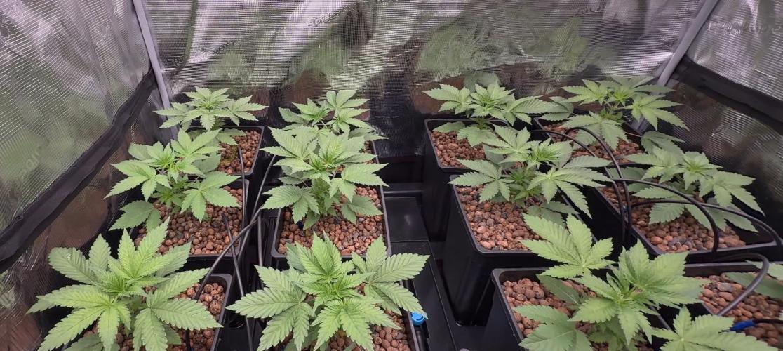 PURPLE PUNCH + 5 GENETICS WITH ATAMI. Week 3