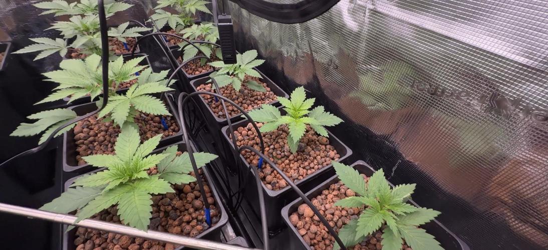 PURPLE PUNCH + 5 GENETICS WITH ATAMI. Week 3