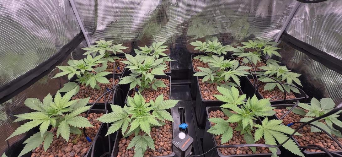 PURPLE PUNCH + 5 GENETICS WITH ATAMI. Week 3