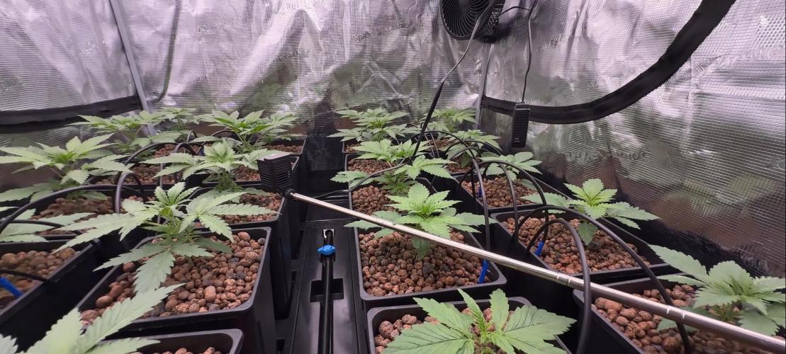 PURPLE PUNCH + 5 GENETICS WITH ATAMI. Week 3