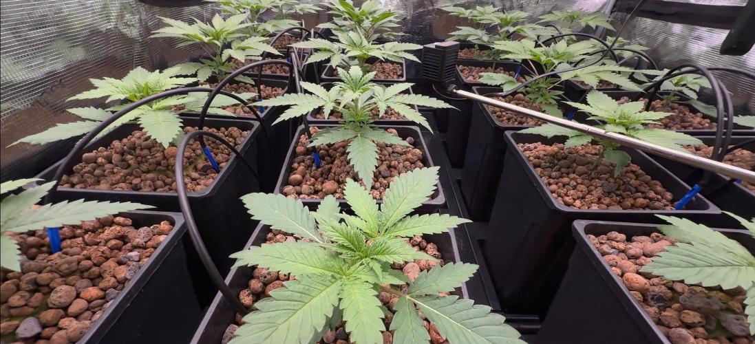 PURPLE PUNCH + 5 GENETICS WITH ATAMI. Week 3