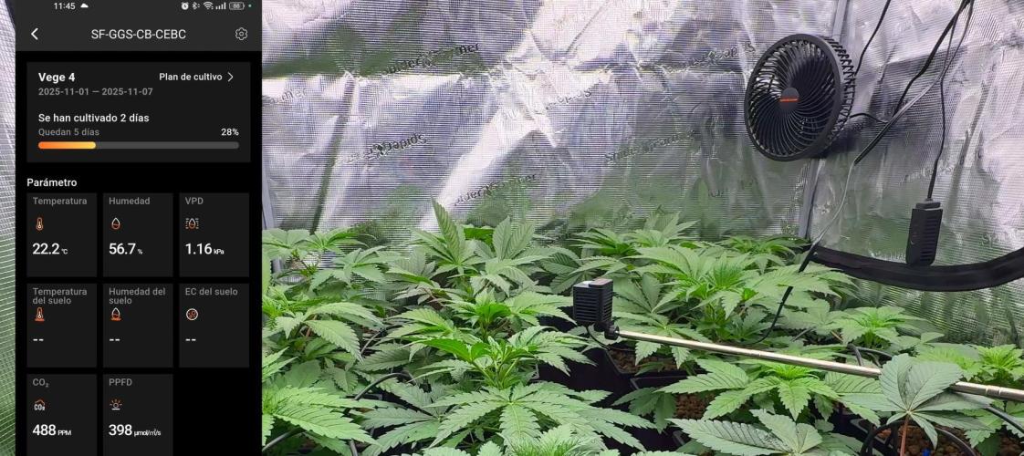 PURPLE PUNCH + 5 GENETICS WITH ATAMI. Week 4