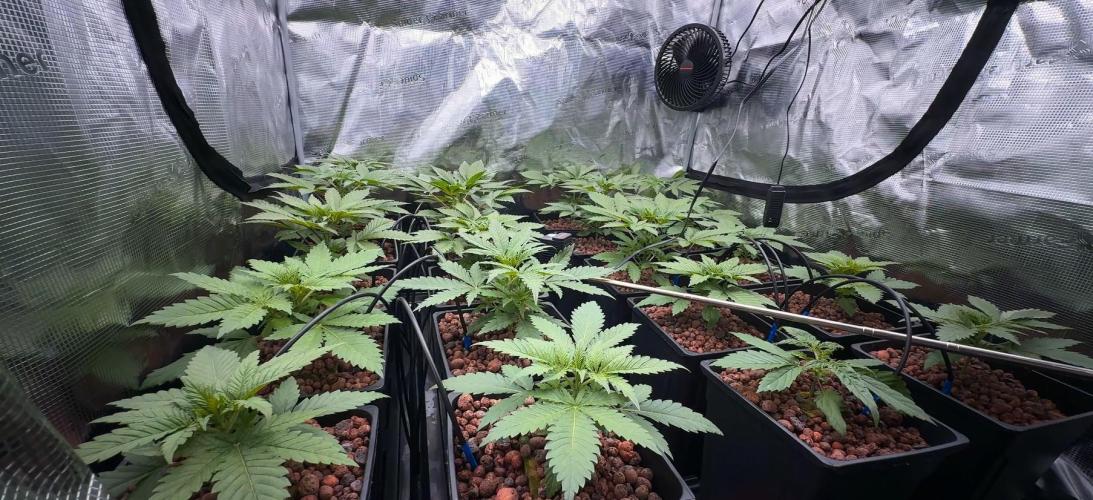 PURPLE PUNCH + 5 GENETICS WITH ATAMI. Week 4