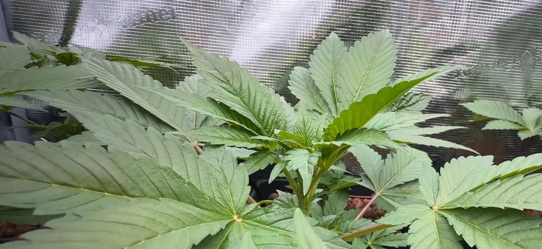 PURPLE PUNCH + 5 GENETICS WITH ATAMI. Week 4