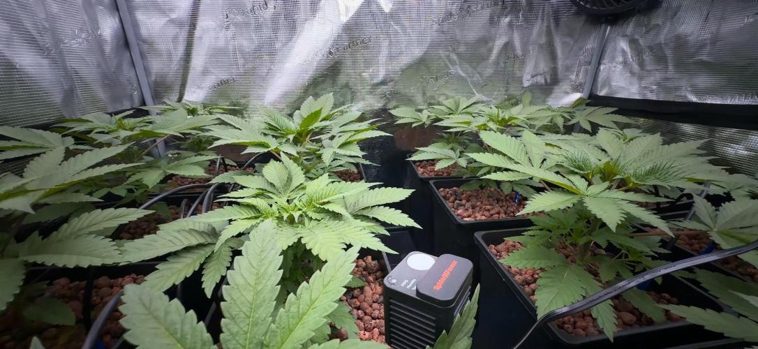 PURPLE PUNCH + 5 GENETICS WITH ATAMI. Week 4